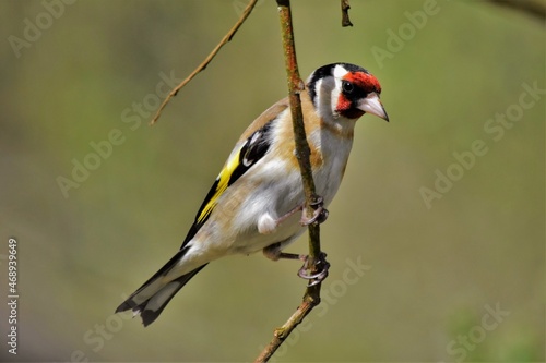 Chardonneret élégant mâle (Carduelis carduelis), Neuchâtel, Suisse.