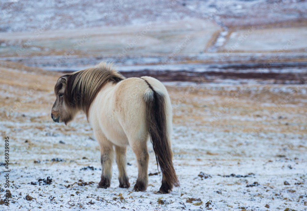 Icelandic horse in Westfjords farm on Iceland Icelandic horse in Westfjords farm on Iceland