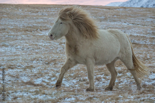 White running horse in Westfjords farm on Iceland