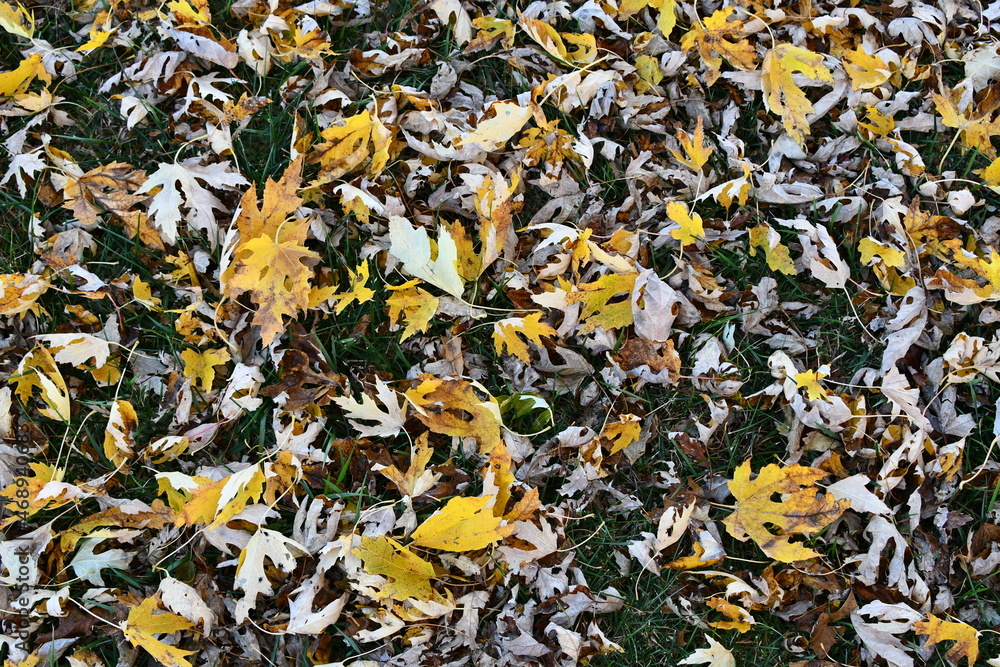 Fallen Autumn Leaves in a Yard