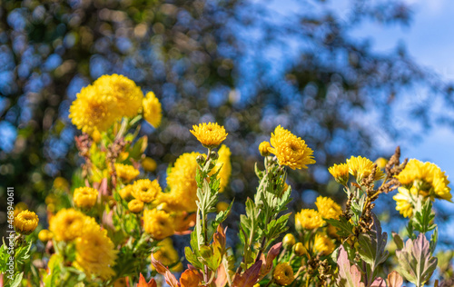 Yellow autumn chrysanthemums, holiday card  © konoplizkaya