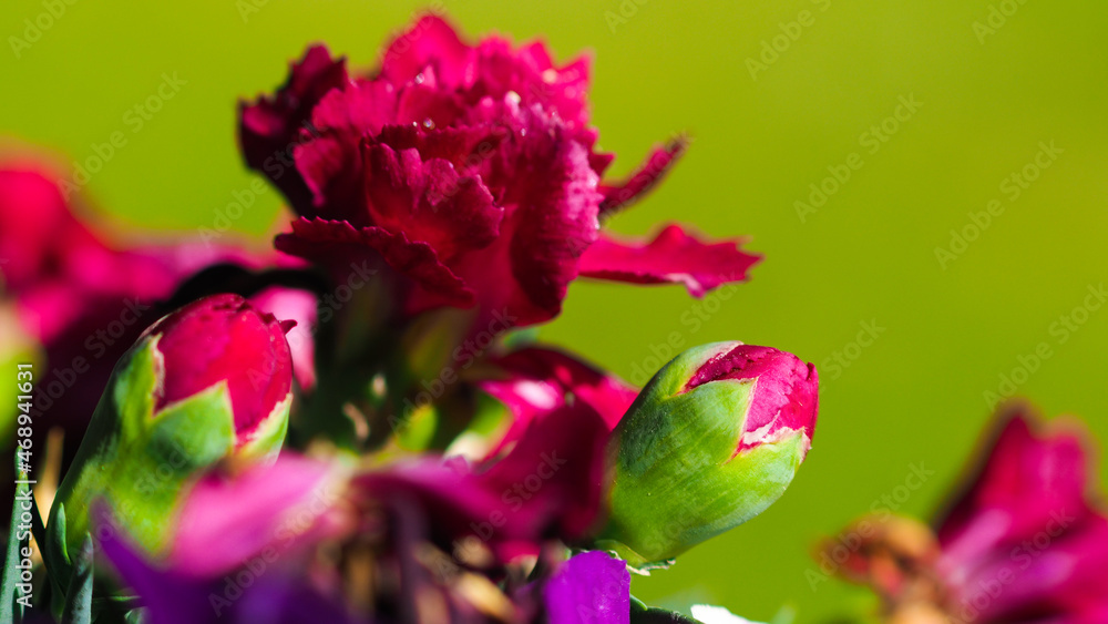 Macro de pétales de fleurs, parsemant un jardin, sous un temps ensoleillé et chaleureux Macro de pétales de fleurs, parsemant un jardin, sous un temps ensoleillé et chaleureux