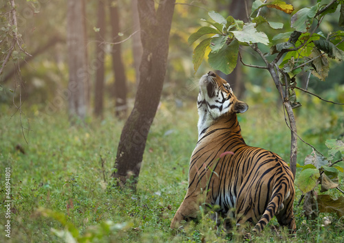 Canvas Print Wild bengal tiger marking and smelling