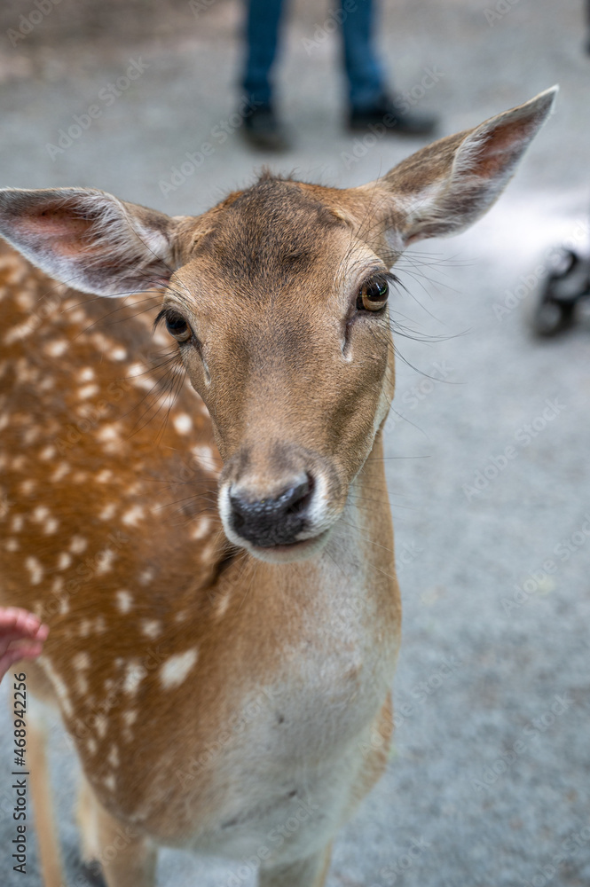 A beautiful deer standing in a natural habitat A beautiful deer standing in a natural habitat