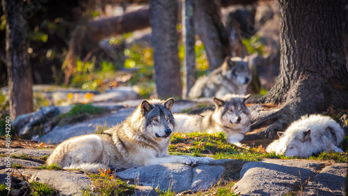 Obraz na płótnie a pack of north American gray wolf resting at sunset