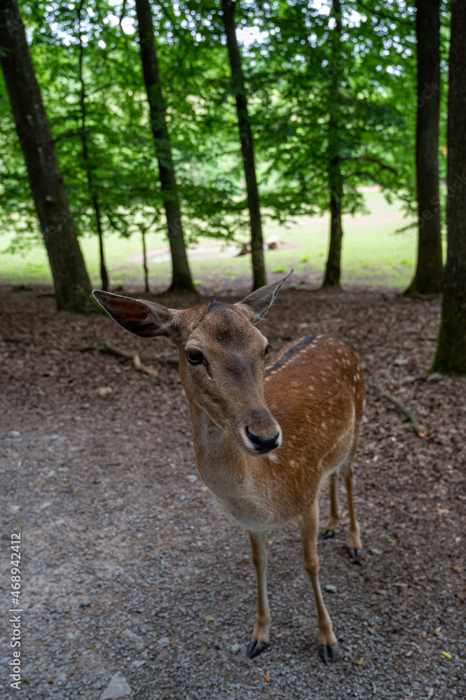 A beautiful deer standing in a natural habitat A beautiful deer standing in a natural habitat