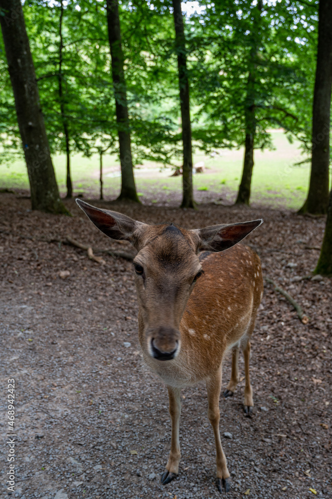 A beautiful deer standing in a natural habitat A beautiful deer standing in a natural habitat