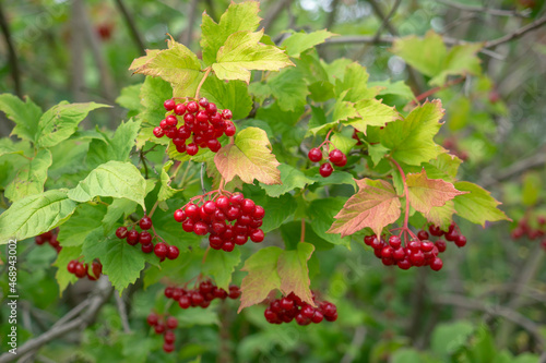 Viburnum branch with bunches of red berries. Ripe berries of wild viburnum close-up.