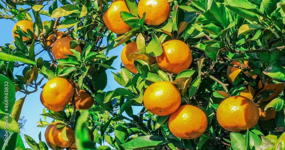 Ripe oranges on the orange tree.Fresh oranges fruits in the orchard. Ripe oranges on the orange tree.Fresh oranges fruits in the orchard.