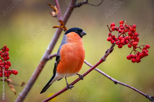 Foto Male bullfinch in close-up sitting on a rowan branch with red berries