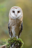 Look my eyes, the hypnotic gaze of Barn owl (Tyto alba)