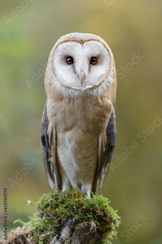 Look my eyes, the hypnotic gaze of Barn owl (Tyto alba)