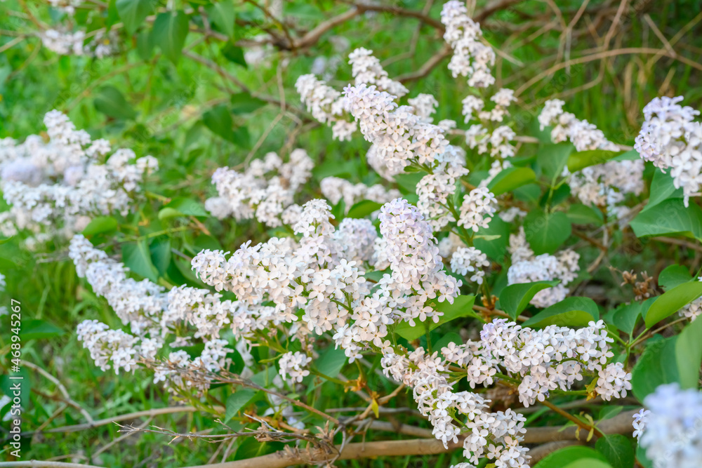 Blooming spring flowers. Beautiful flowering flowers of lilac tree. Spring concept. The branches of lilac on a tree in a garden. Blooming spring flowers. Beautiful flowering flowers of lilac tree. Spring concept. The branches of lilac on a tree in a garden.