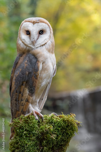 Face to face with a perfect predator, the Barn owl in the woodland (Tyto alba)