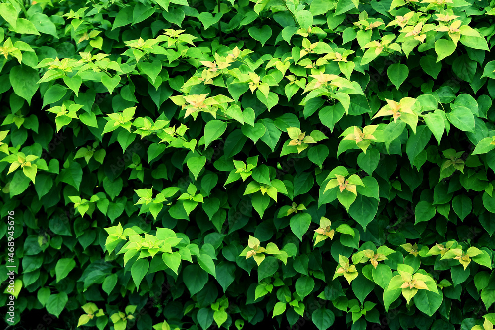 Leaves Tropical forest trees texture background wallpaper Leaves Tropical forest trees texture background wallpaper