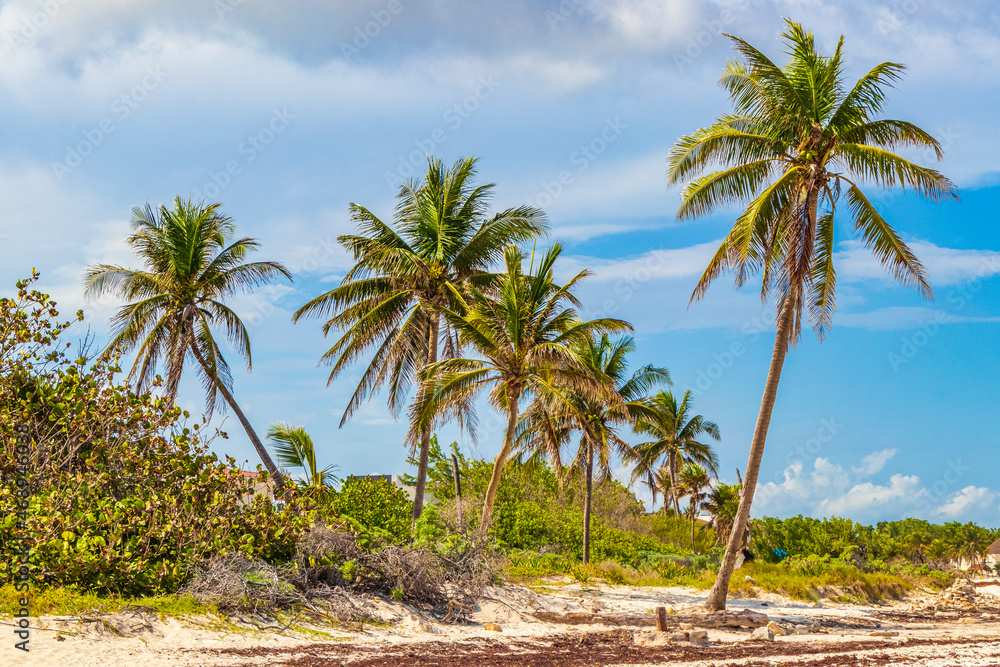 Tropical sloping palm trees blue sky Playa del Carmen Mexico.