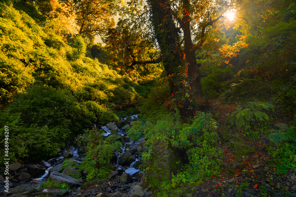 Sun rises behind a tree in Garhwal forest, Uttarakhand, India. A small river in foreground.