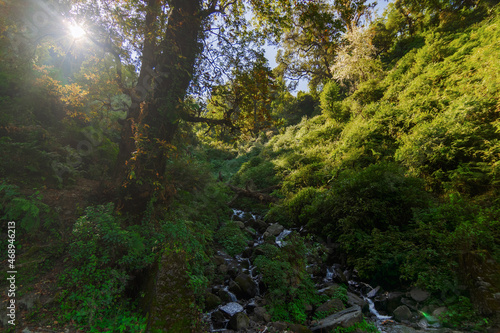 Sun rises behind a tree in Garhwal forest  Uttarakhand  India. A small river in foreground.