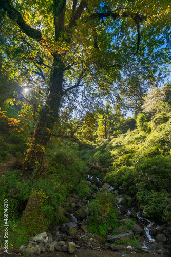 Forest scene  Sun rays falling on green plants behind a tree in Garhwal forest  Uttarakhand  India. A small river in foreground.