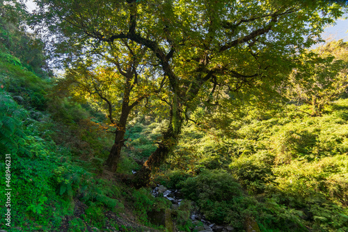 Forest scene, Sun rays falling on green plants behind a tree in Garhwal forest, Uttarakhand, India. A small river in foreground. © mitrarudra