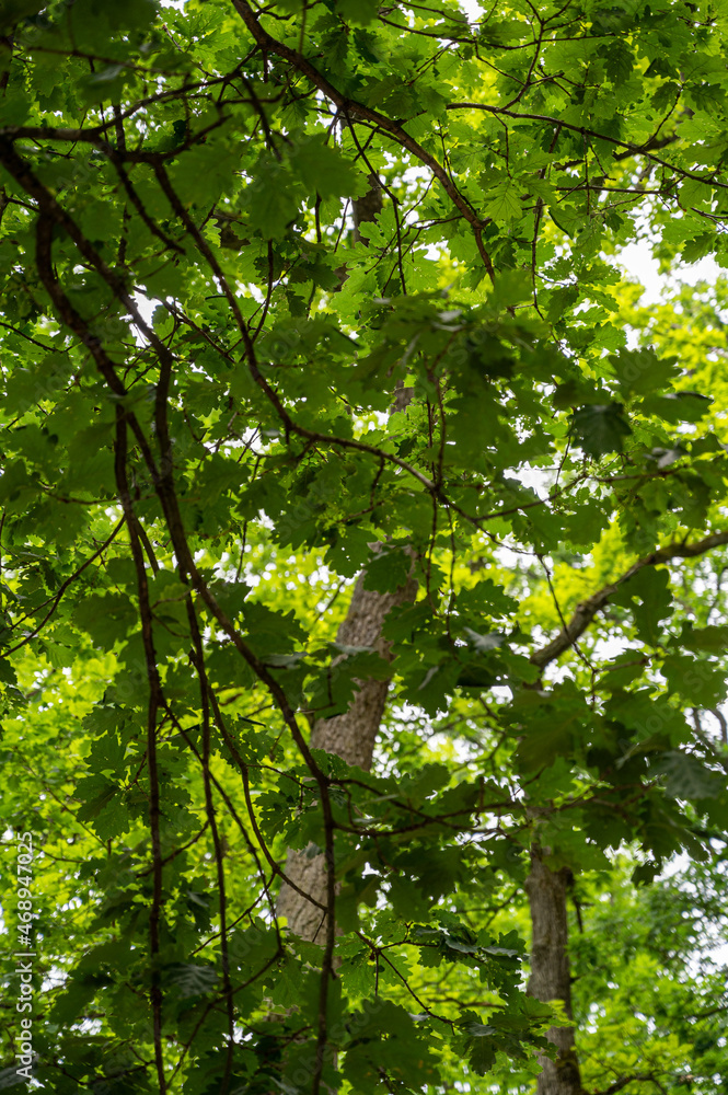 Fototapeta premium A closeup shot of trees in the forest