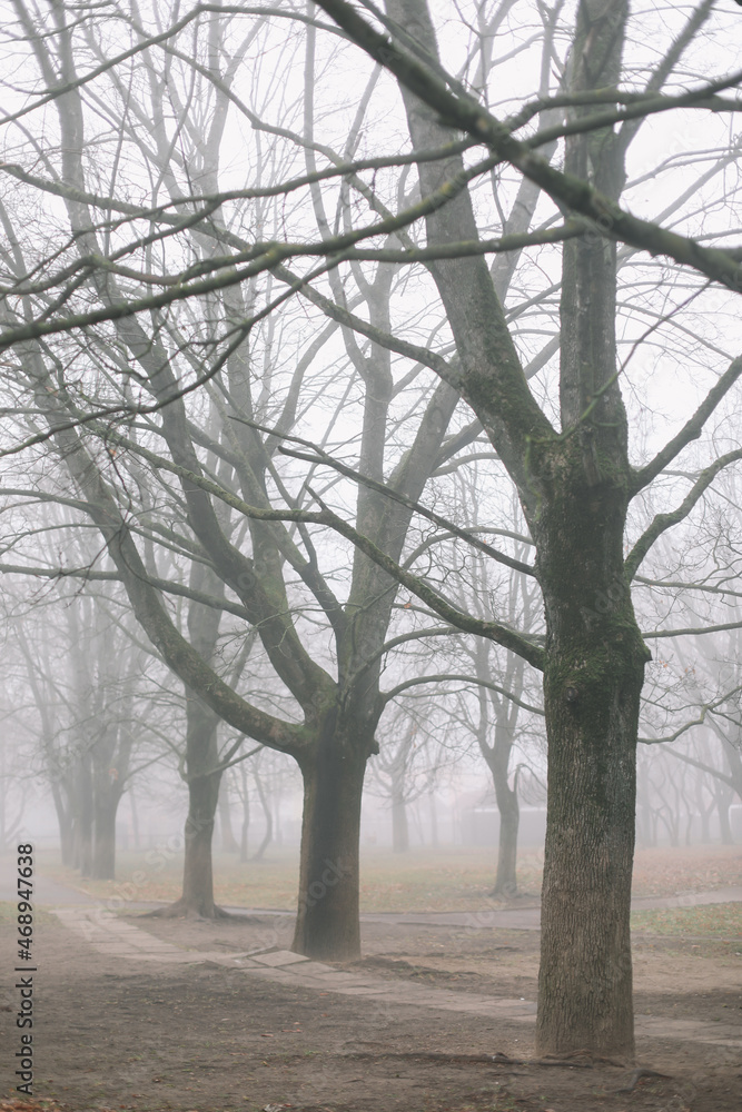 Fototapeta premium mysterious scene of autumn nature in the foggy morning, moody misty forest 