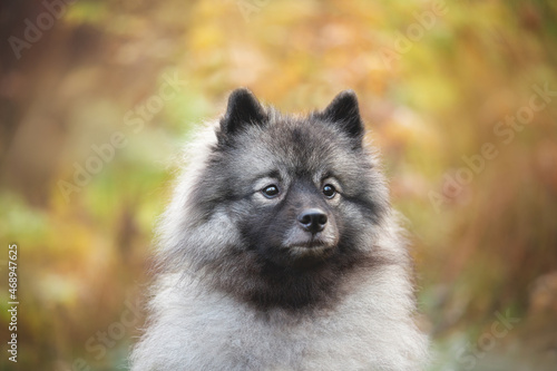 Portrait of gray Wolfspitz female dog in the forest in autumn