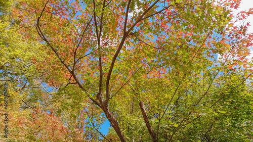 autumn leaves in the forest