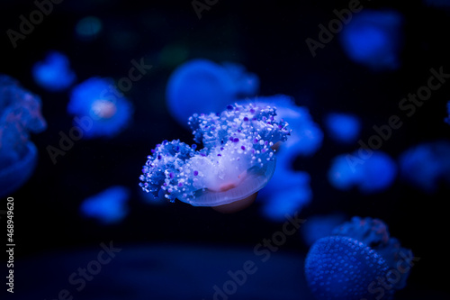 Ocean jellyfish in the aquarium.