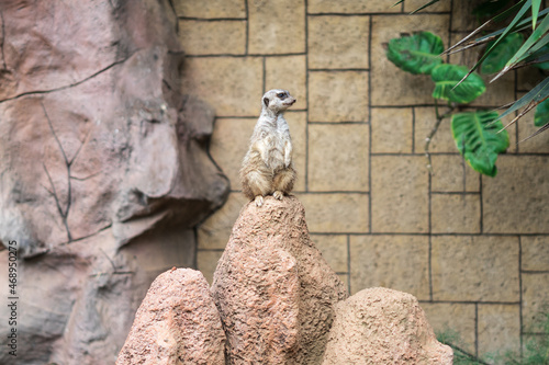 An attentive meerkat on guard.
