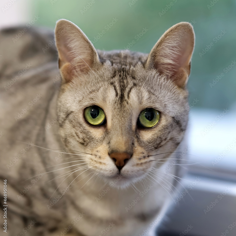 Portrait of a cute kitten silver bengal cat. close up