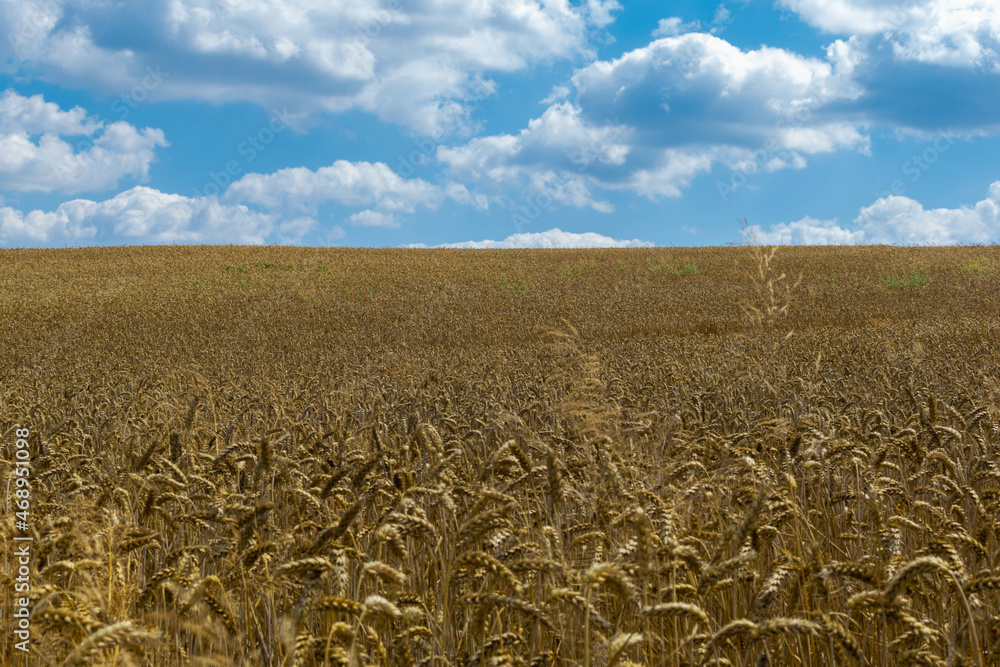 Naklejka premium field of wheat