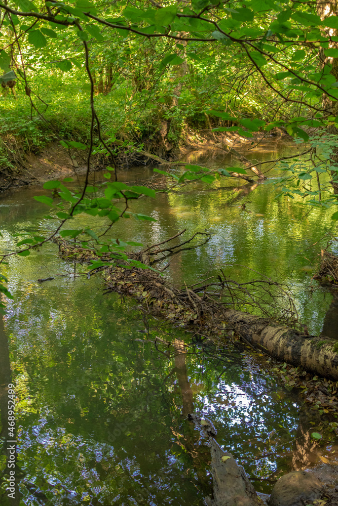river in the forest river in the forest