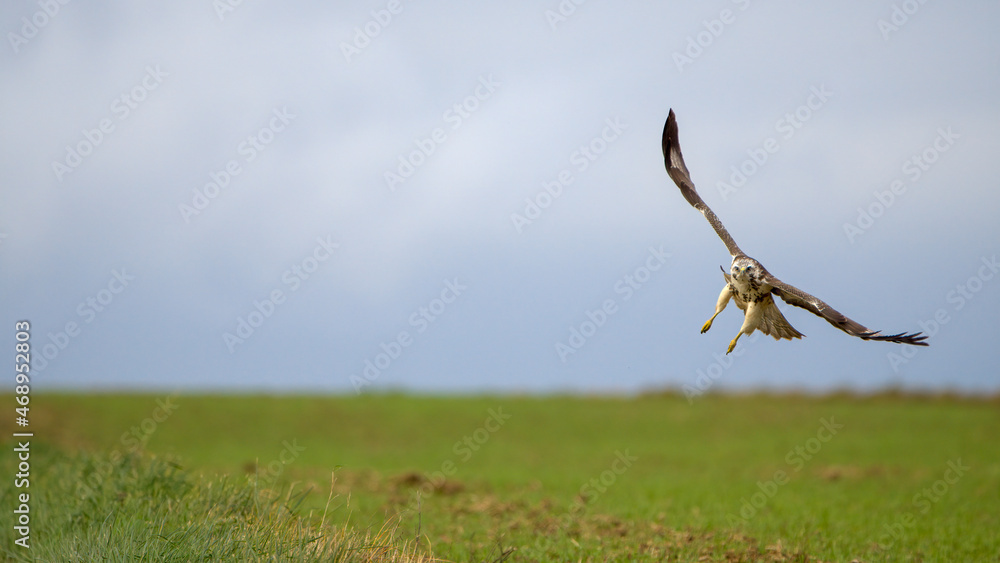 Autumn wildlife, bird of prey Common Buzzard, Buteo buteo, flight on a farmland. Wildlife scene from the nature. Landing or sitting on the ground. Buzzard fly in the forest. Autumn wildlife, bird of prey Common Buzzard, Buteo buteo, flight on a farmland. Wildlife scene from the nature. Landing or sitting on the ground. Buzzard fly in the forest.