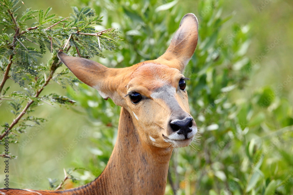 Obraz premium Deer in Hluhluwe Park, South Africa