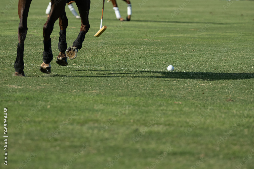 Obraz premium Caballos, cria de caballos polo deporte