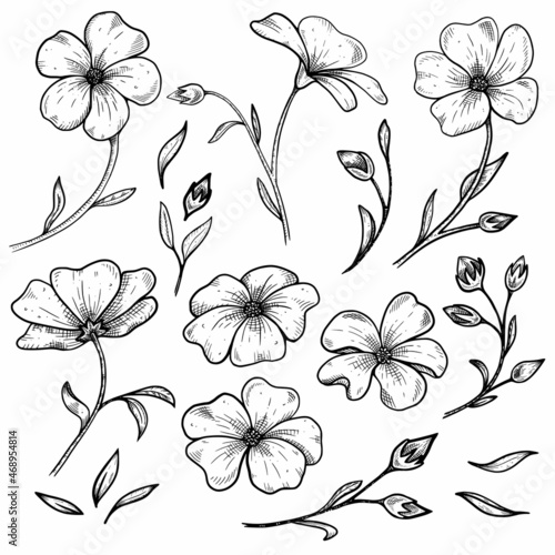 set of hand drawing flowers flax with leaves, graphic sketch on white background