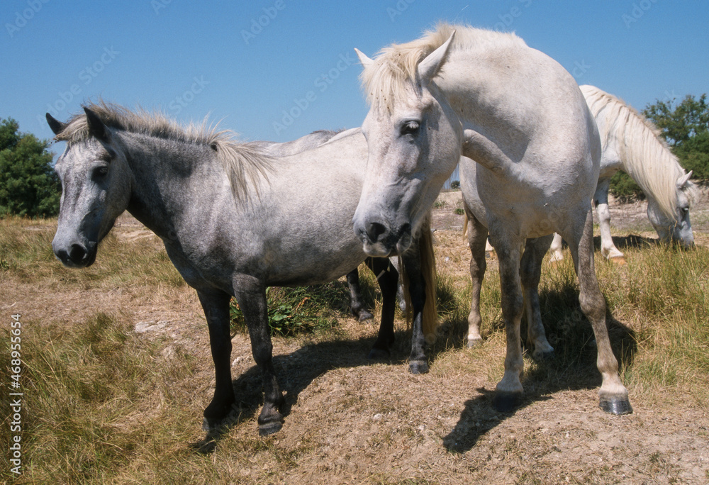 Fototapeta premium Cheval, race Camarguaise, Camargue, 34