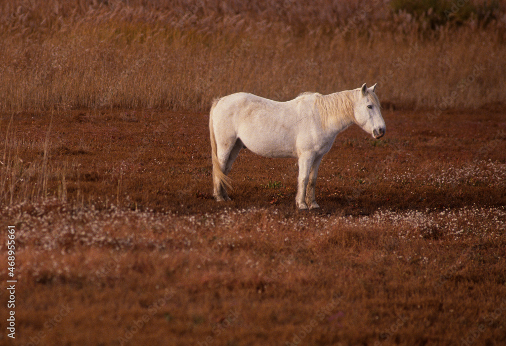 Cheval, race Camarguaise, Camargue, 34 Cheval, race Camarguaise, Camargue, 34