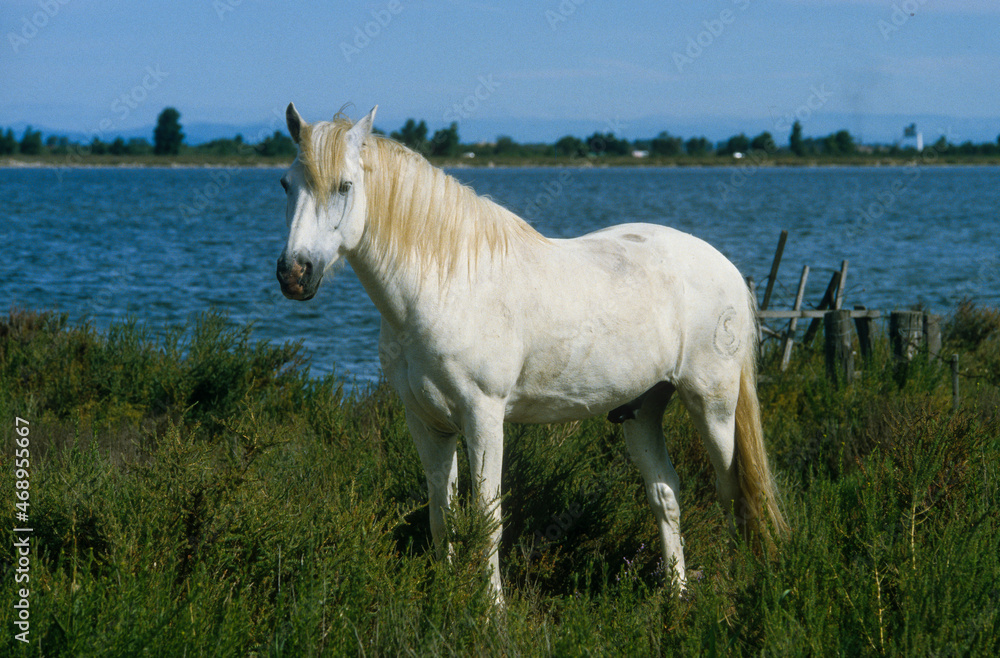 Cheval, race Camarguaise, Camargue, 34 Cheval, race Camarguaise, Camargue, 34