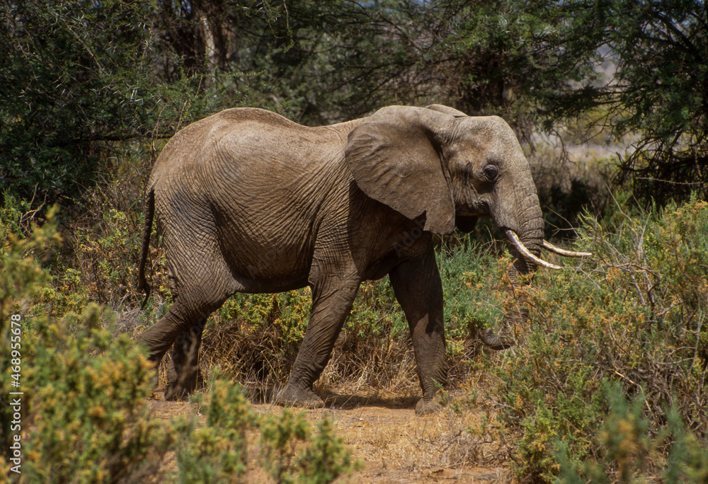 Éléphant d'Afrique, Loxodonta africana, Parc national de Samburu, Kenya