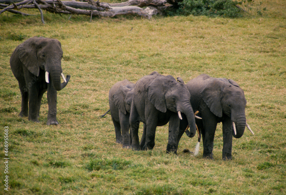 Fototapeta premium Éléphant d'Afrique, Loxodonta africana, Parc national de Samburu, Kenya