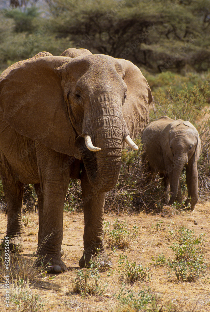 Obraz premium Éléphant d'Afrique, Loxodonta africana, Parc national de Samburu, Kenya