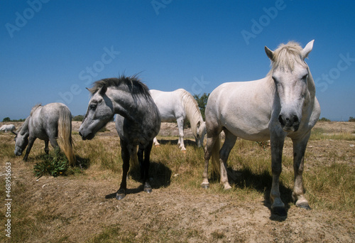 Cheval, race Camarguaise, Camargue, 34