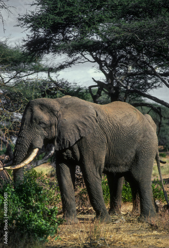   l  phant d Afrique  Loxodonta africana  Parc national de Samburu  Kenya