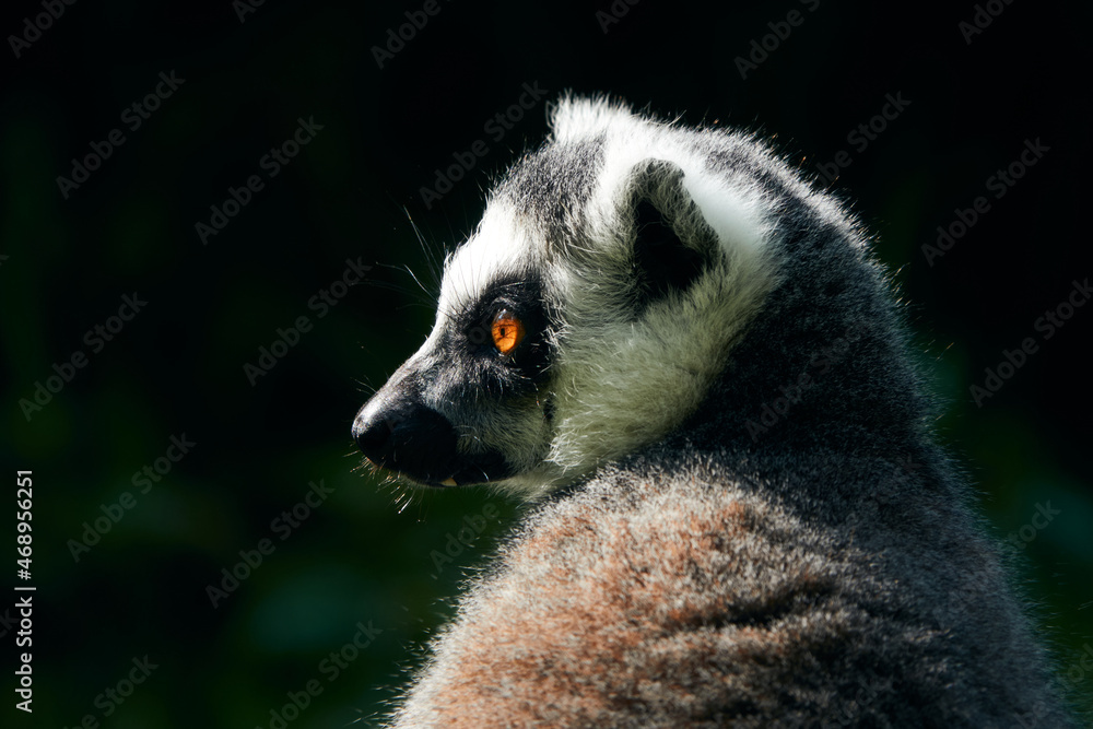 A side portrait of a single Ring tailed lemur (lemur catta) with dark background. with copy space, no people. Endangered species, beautiful orange eyes. A side portrait of a single Ring tailed lemur (lemur catta) with dark background. with copy space, no people. Endangered species, beautiful orange eyes.