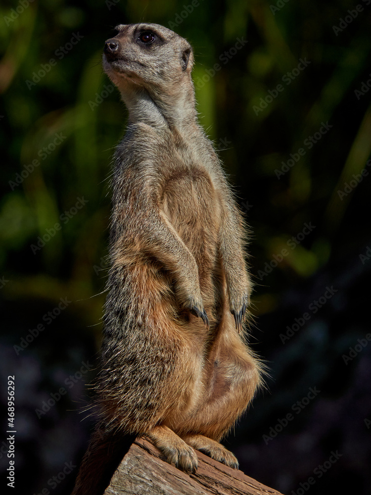 Fototapeta premium close up portrait of a watchfull meercat with dark background. low key photography. no people, with copyspace. 
