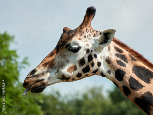 portrait of a giraffe. close up of the head, against blue sky with trees. with copy space, no people. Fun idea for poster of postcard