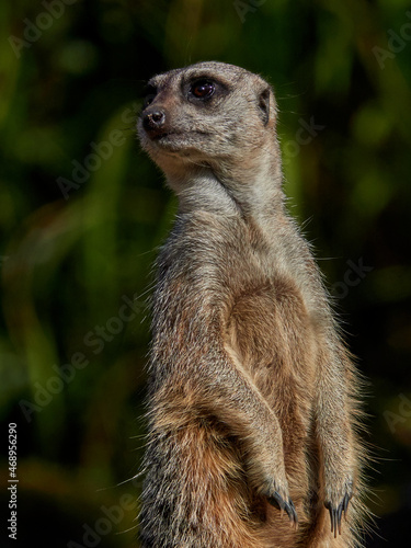 close up portrait of a watchfull meercat with dark background. low key photography. no people, with copyspace. 