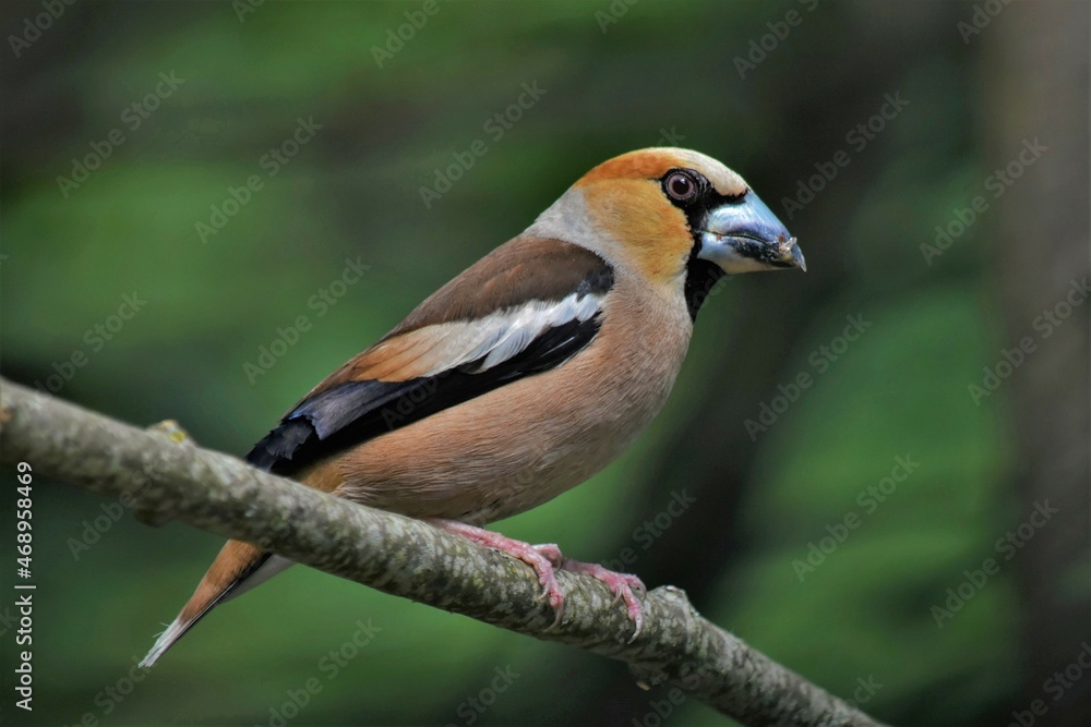 Gros-bec casse-noyaux mâle (Coccothraustes coccothraustes), Neuchâtel, Suisse. Gros-bec casse-noyaux mâle (Coccothraustes coccothraustes), Neuchâtel, Suisse.